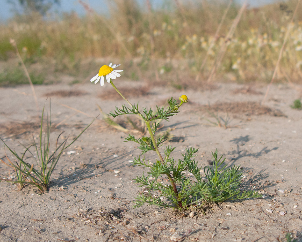 Изображение особи Matricaria recutita.