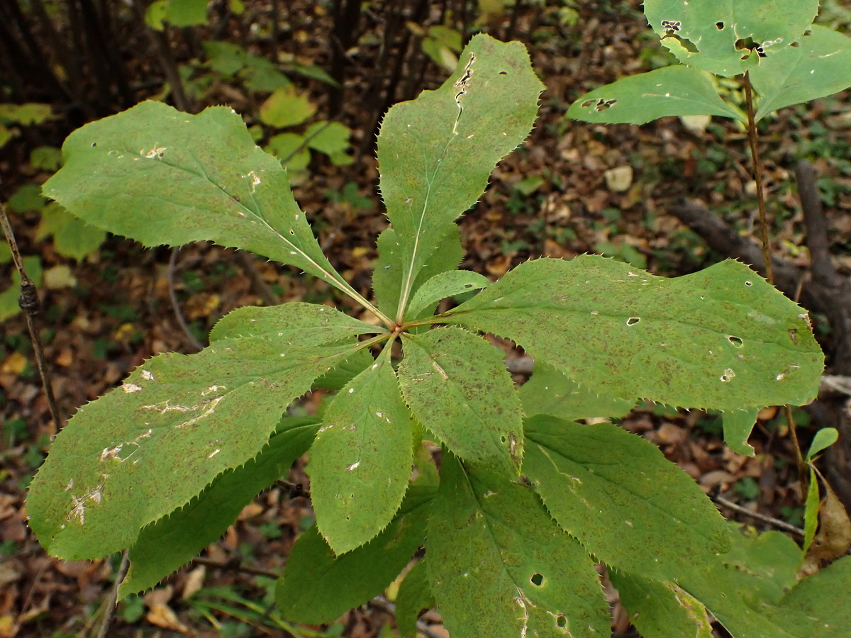 Изображение особи Berberis amurensis.
