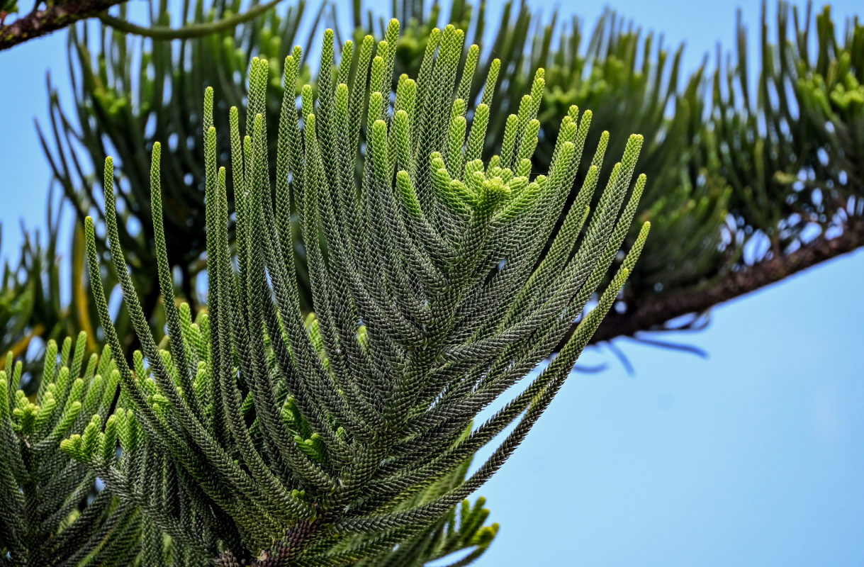 Изображение особи Araucaria heterophylla.