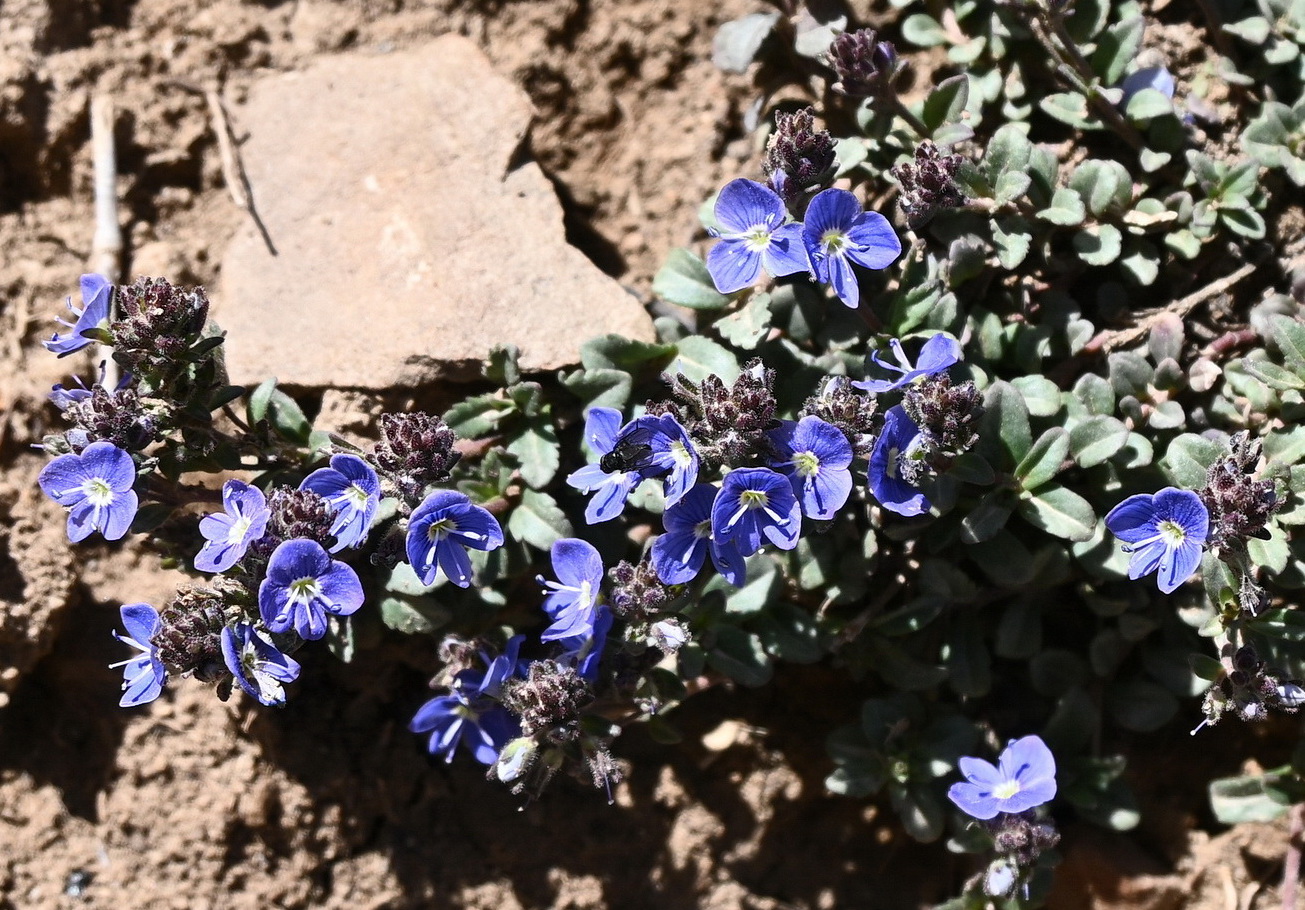 Изображение особи Veronica minuta.