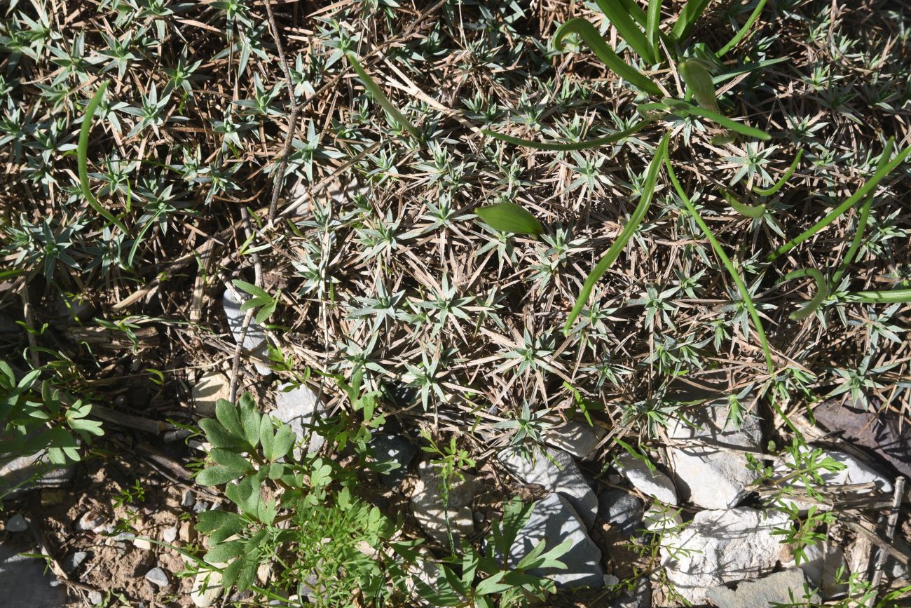 Image of genus Acantholimon specimen.