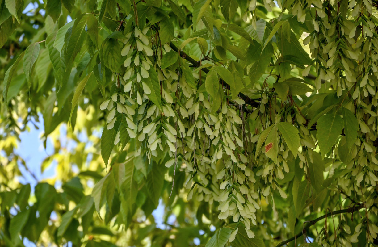 Image of Acer negundo specimen.