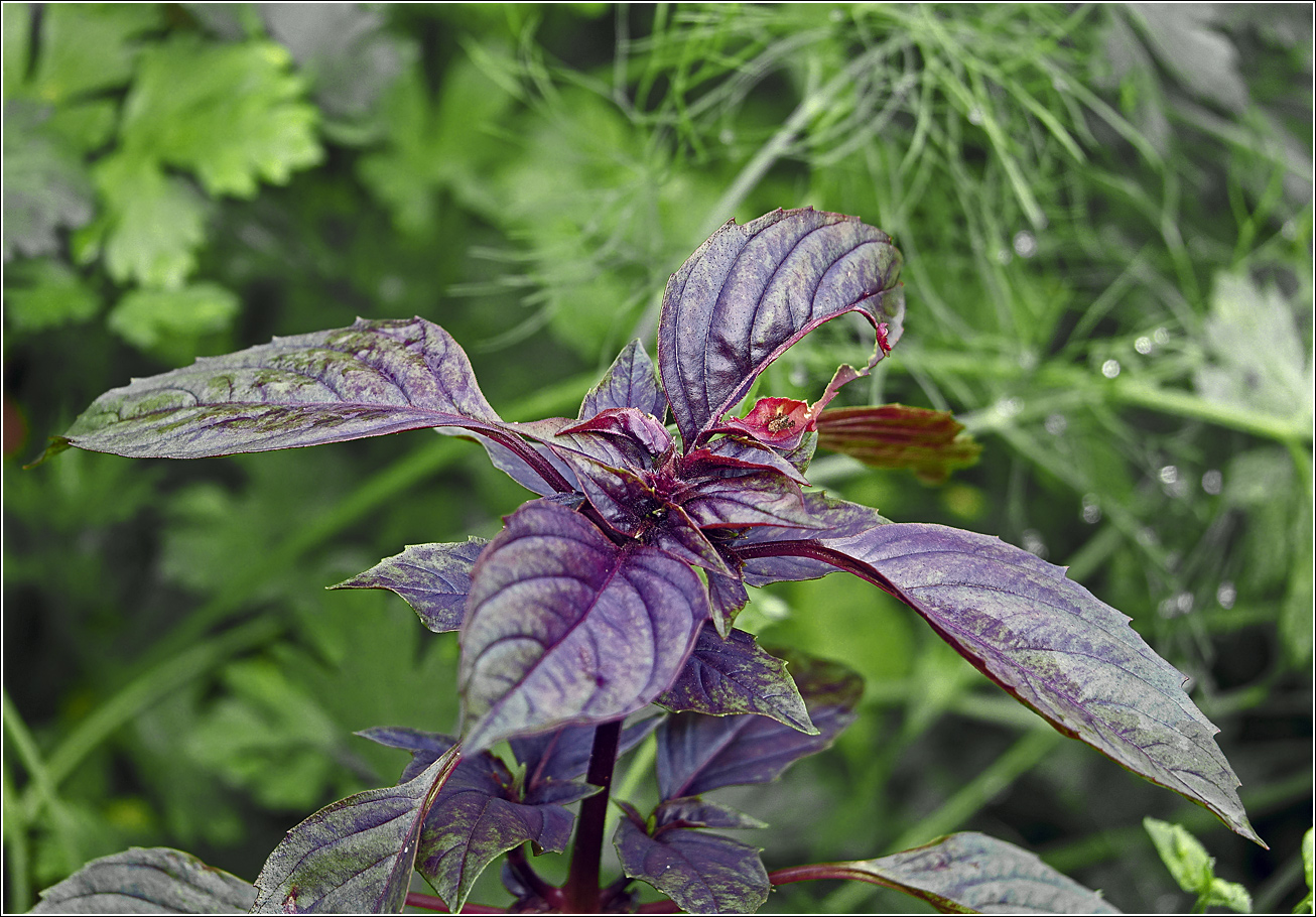 Изображение особи Ocimum basilicum.