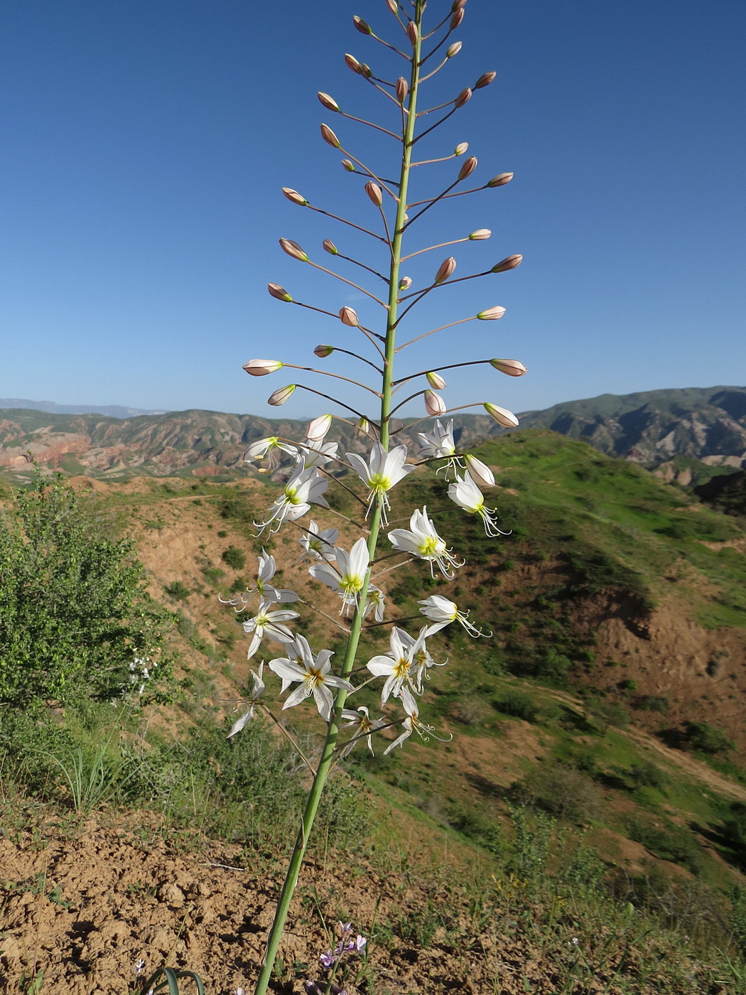 Изображение особи Eremurus baissunensis.