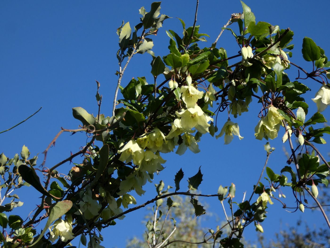 Изображение особи Clematis cirrhosa.