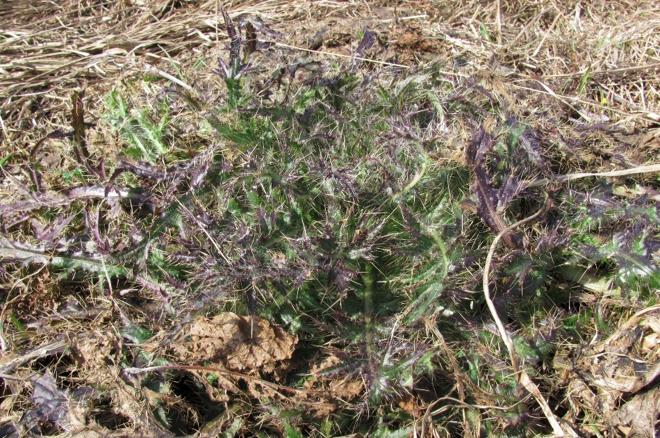 Изображение особи Cirsium palustre.