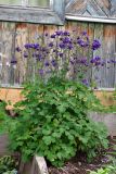 Aquilegia vulgaris. Цветущие растения. Свердловская обл., окр. г. Североуральск, дачный участок. 28.06.2025.