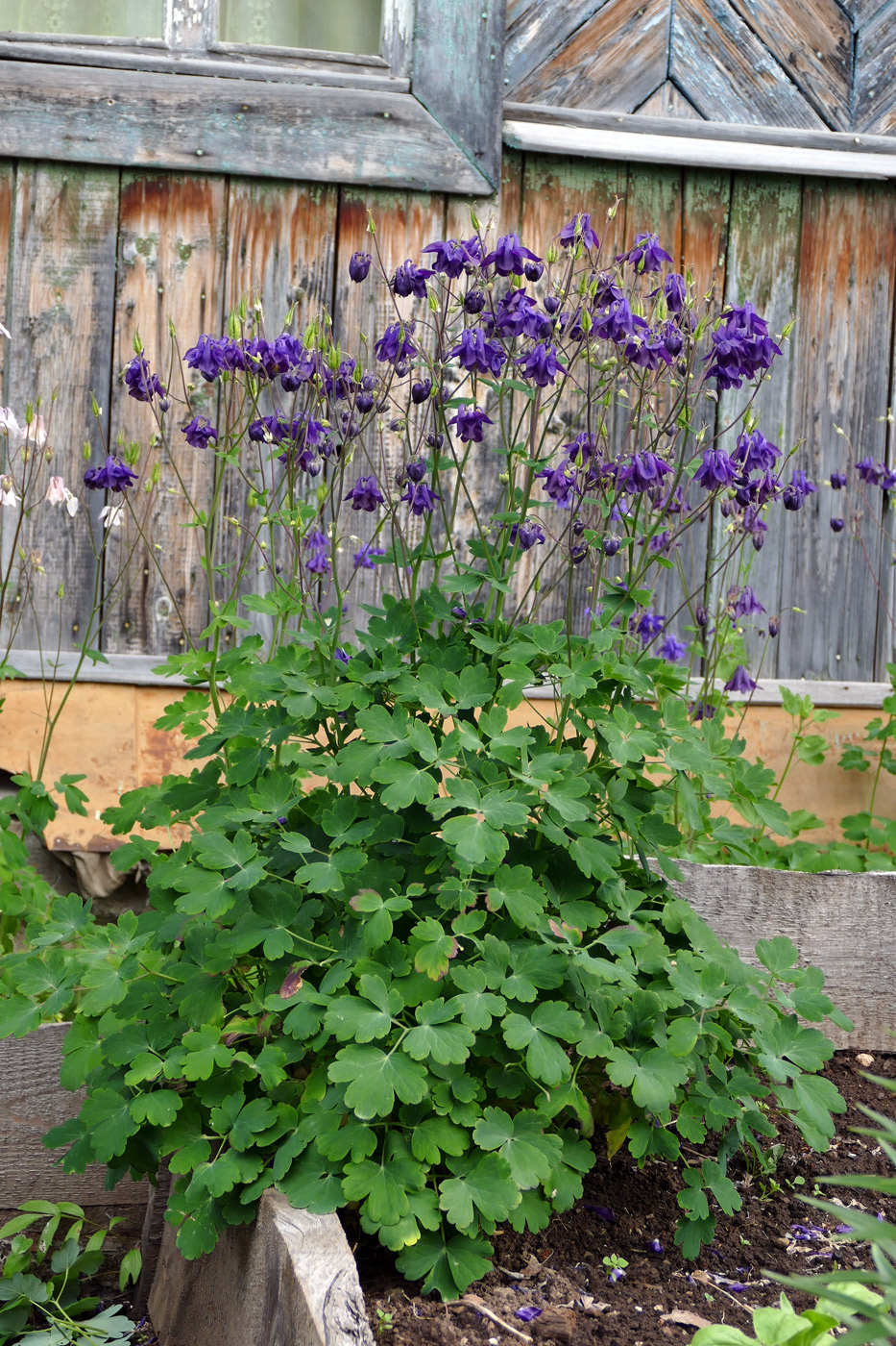 Изображение особи Aquilegia vulgaris.