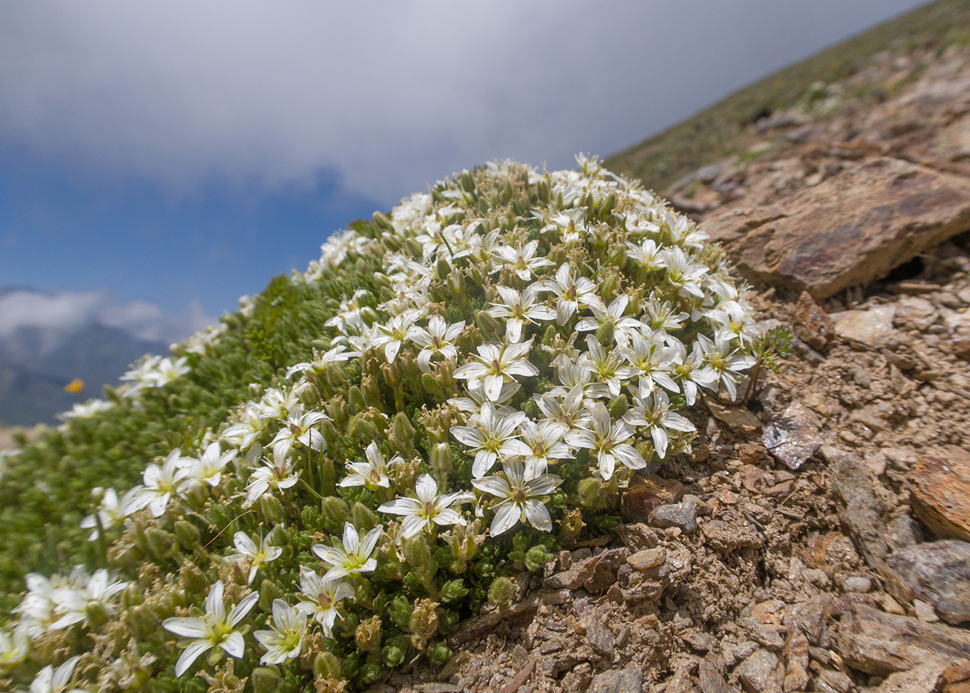 Изображение особи Minuartia inamoena.