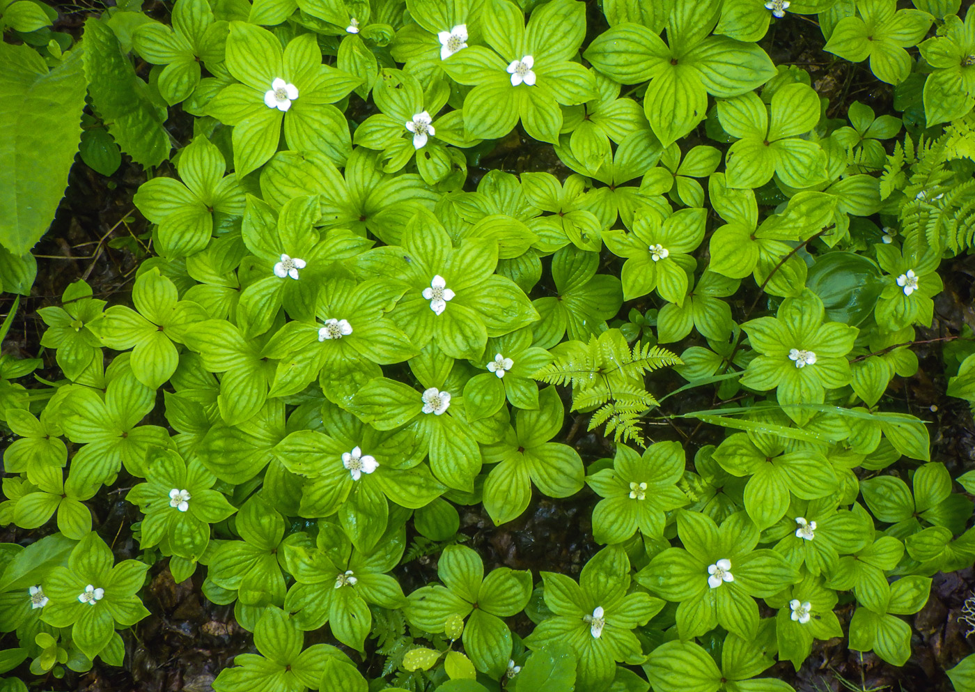 Изображение особи Chamaepericlymenum canadense.
