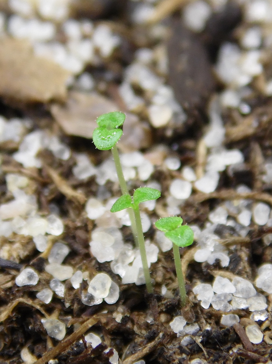 Image of Erinus alpinus specimen.