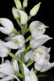 Cephalanthera longifolia. Часть соцветия. Дагестан, Дербентский р-н, природный парк \"Джалган\", гора Ачигсырт, выс. ок. 257 м н.у.м., посадки сосны на террасированном склоне. 27.04.2025.
