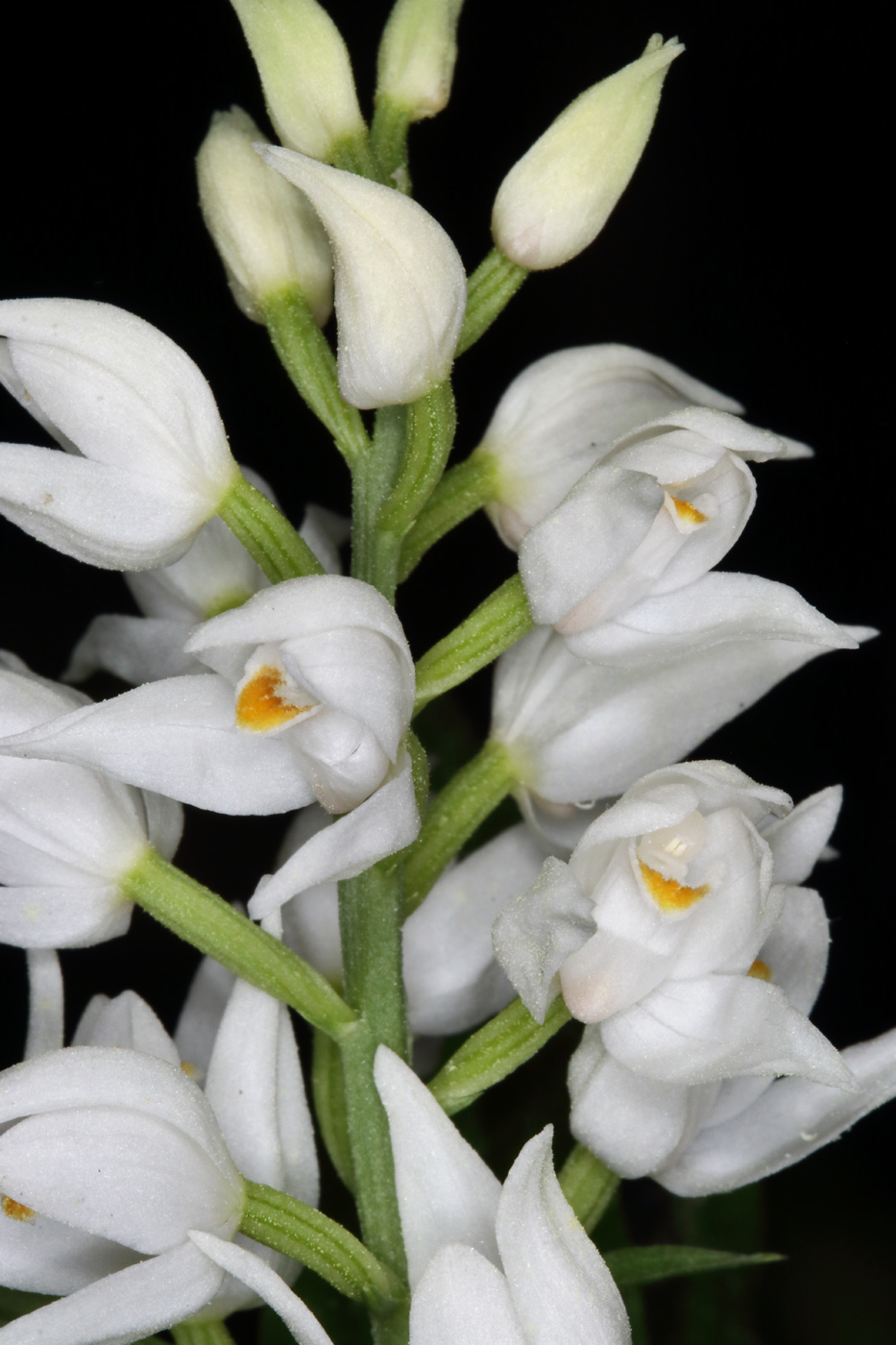 Изображение особи Cephalanthera longifolia.