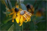 Rudbeckia hirta. Соцветие в утреннем инее. Московская обл., Раменский р-н, окр. дер. Хрипань, садовый участок. 30.09.2010.