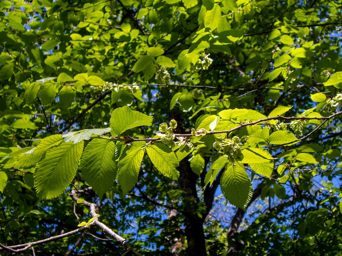 Изображение особи род Ulmus.