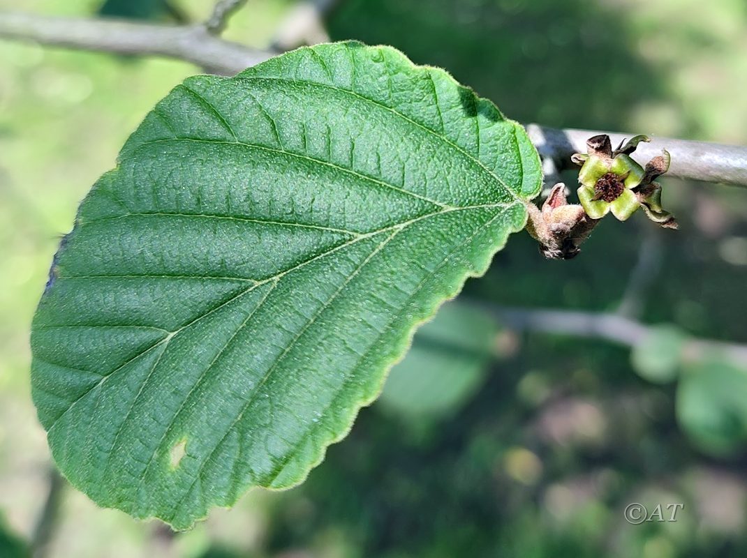Изображение особи Hamamelis vernalis.
