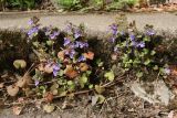 Glechoma hederacea. Цветущие растения. Ленинградская обл., Ломоносовский р-н, дер. Дубки, дачный участок, на ступени крыльца. 09.05.2026.