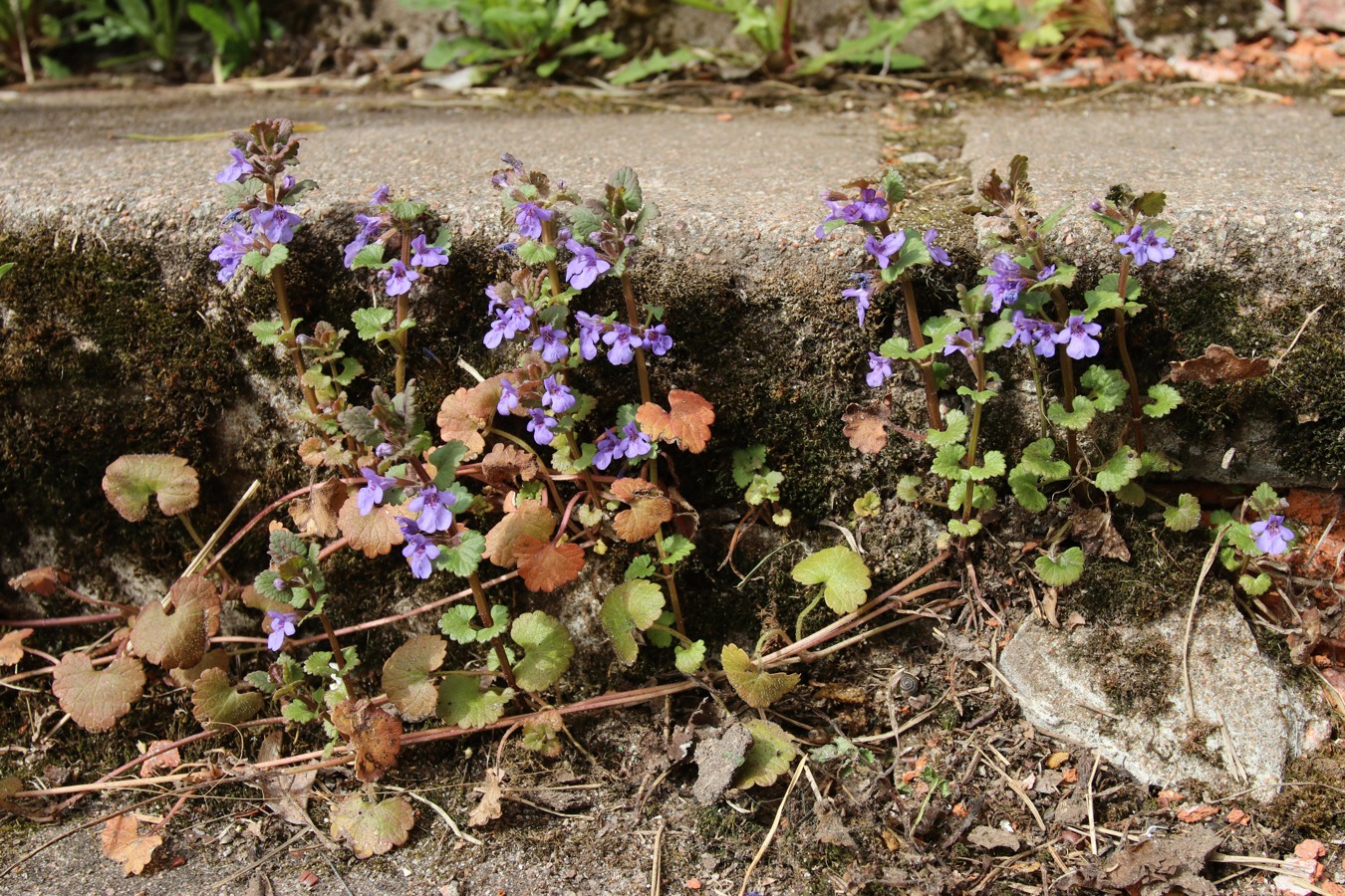 Image of Glechoma hederacea specimen.