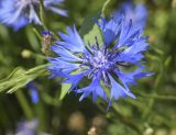 Centaurea cyanus