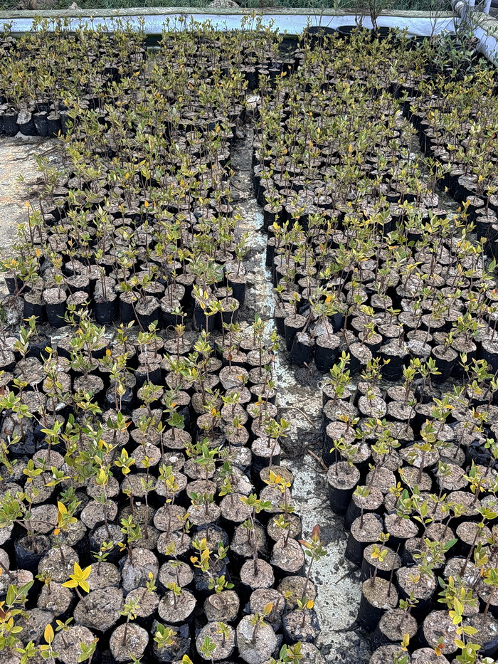 Image of Avicennia marina specimen.