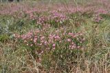 Centaurium pulchellum. Цветущие растения. Крым, Севастополь, Инкерман, пустырь. 07.07.2026.