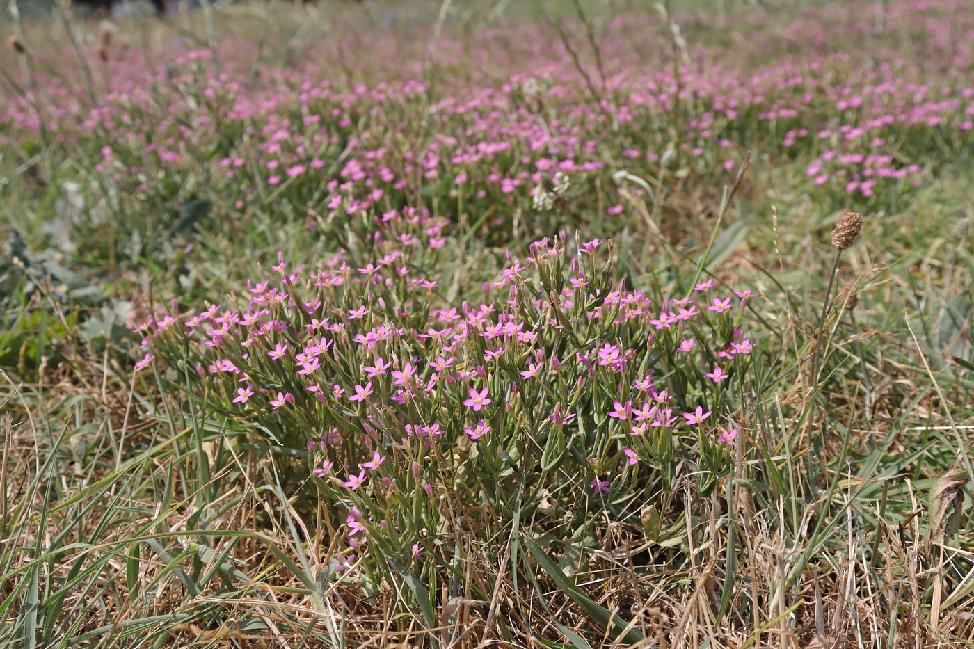 Image of Centaurium pulchellum specimen.