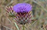Cynara cardunculus