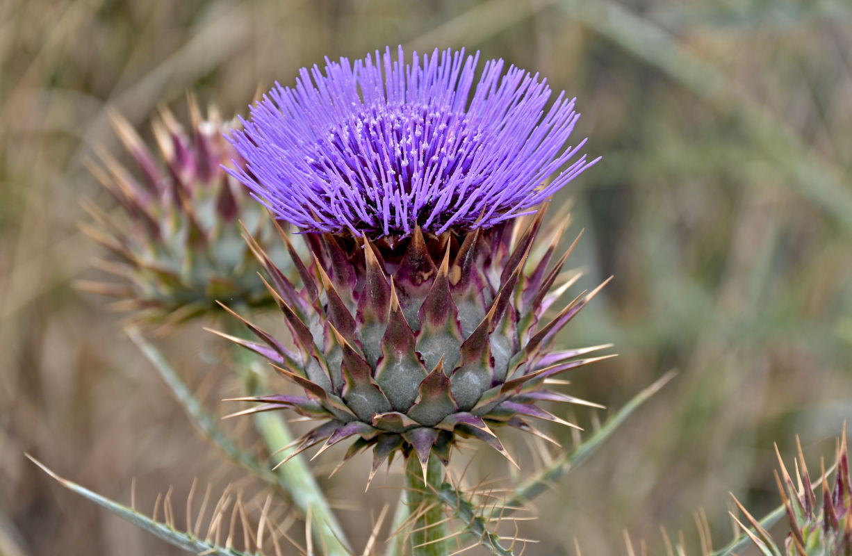Image of Cynara cardunculus specimen.