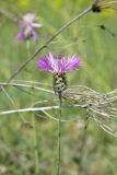 genus Centaurea