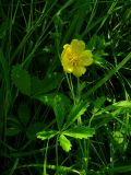 Potentilla reptans. Верхушка побега с цветком. Ростовская обл., Азовский р-н, окр. с. Кугей, луг. 07.06.2026.