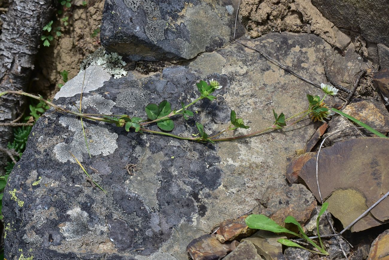 Image of genus Trifolium specimen.