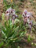 род Iris