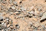Glaucium squamigerum. Вскрывшийся плод. Казахстан, Алматинская обл., нац. парк \"Чарын\", пестроцветный сухой щебнистый склон. 18 сентября 2026 г.