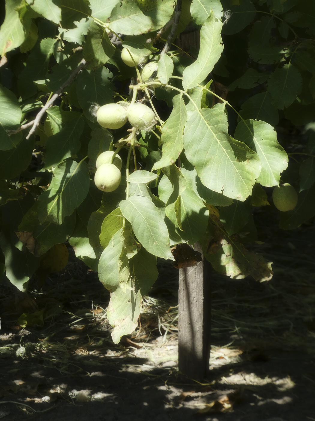 Image of Juglans regia specimen.
