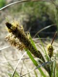 Carex acuta