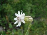 Gastrolychnis longicarpophora