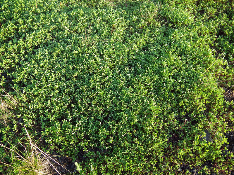 Image of Trifolium spadiceum specimen.