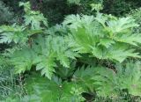 Heracleum mantegazzianum