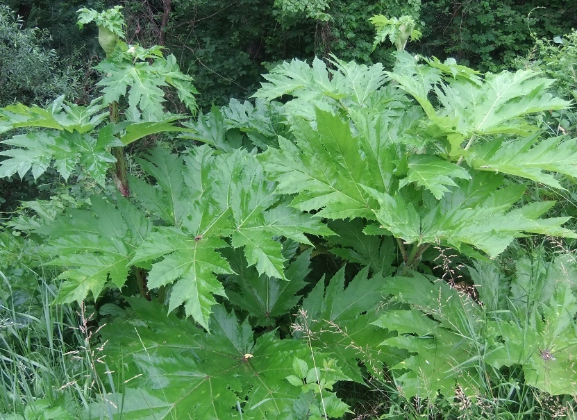 Image of Heracleum mantegazzianum specimen.