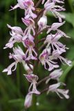 Orchis militaris. Часть соцветия. Ленинградская обл., Гатчинский р-н, окр. пос. Пудость, луг в заброшенном травертиновом карьере. 25.06.2011.