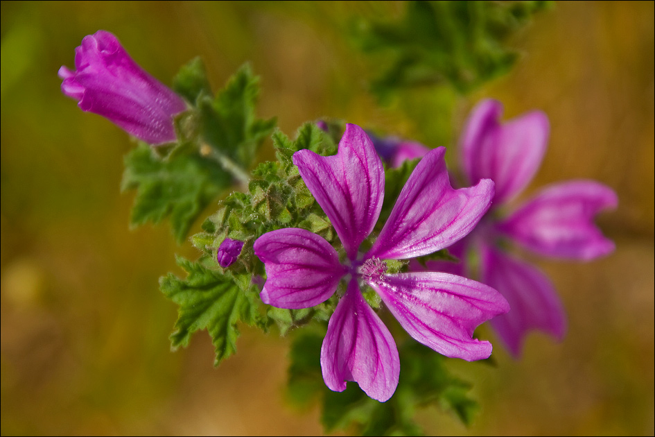 Изображение особи Malva sylvestris.