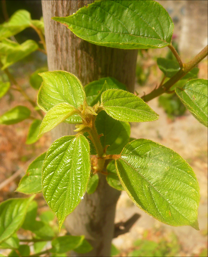 Изображение особи Hovenia dulcis.