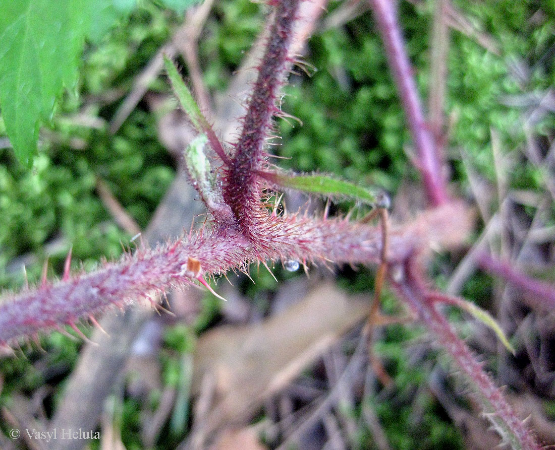Image of Rubus hirtus specimen.