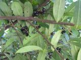 Lauro-cerasus officinalis. Ветвь с плодами (вид снизу). Абхазия, г. Сухум, Сухумский обезьяний питомник. 24 июля 2008 г.