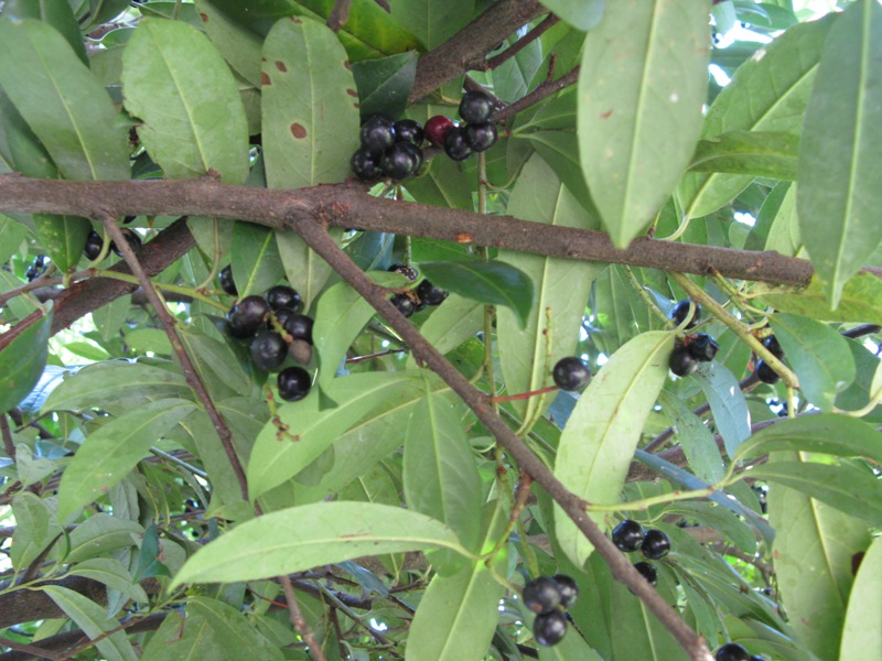 Изображение особи Lauro-cerasus officinalis.