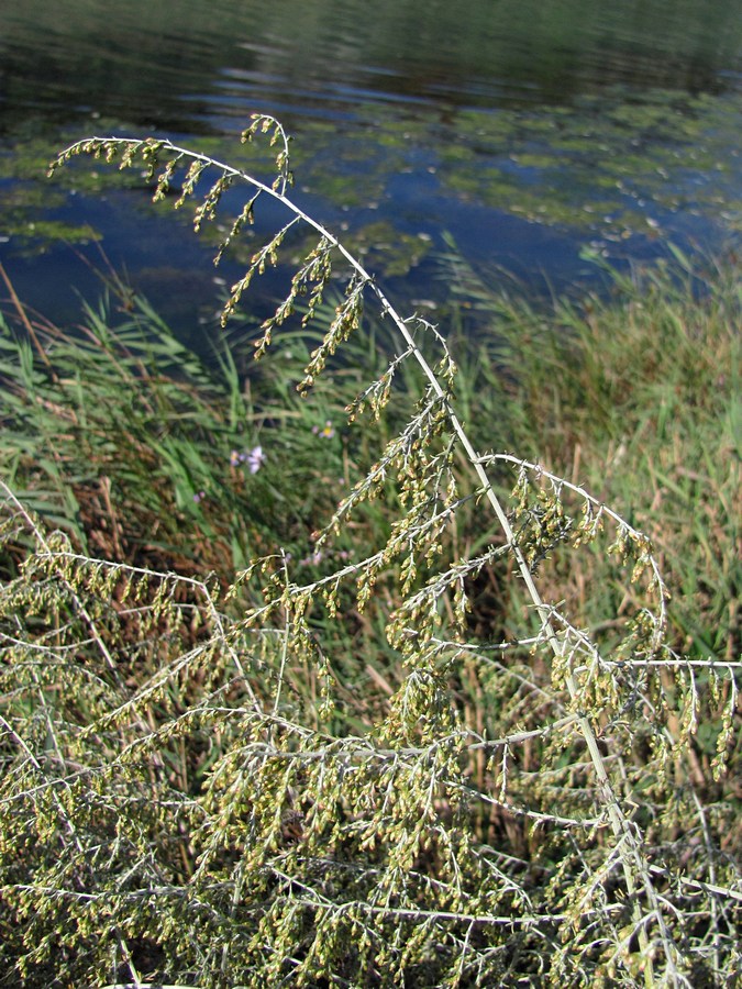 Изображение особи Artemisia santonicum.