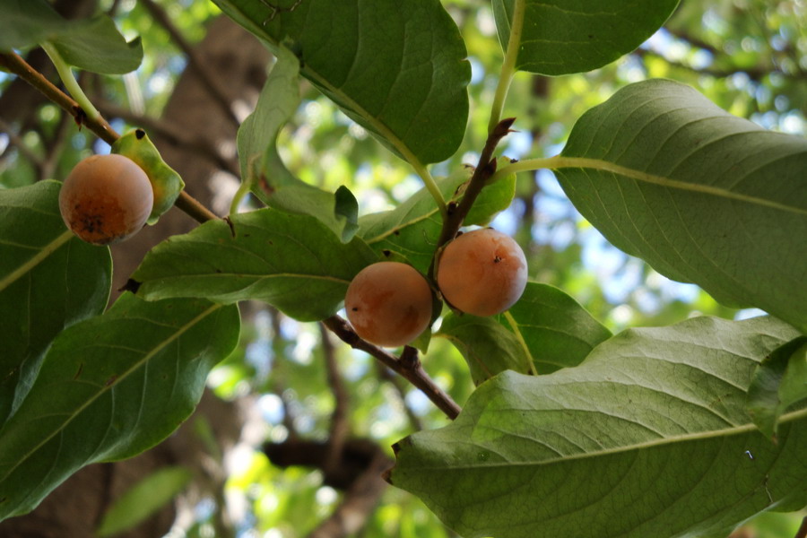 Изображение особи Diospyros lotus.