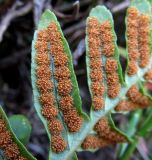 род Polypodium