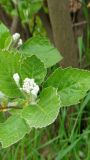 Sorbus hajastana