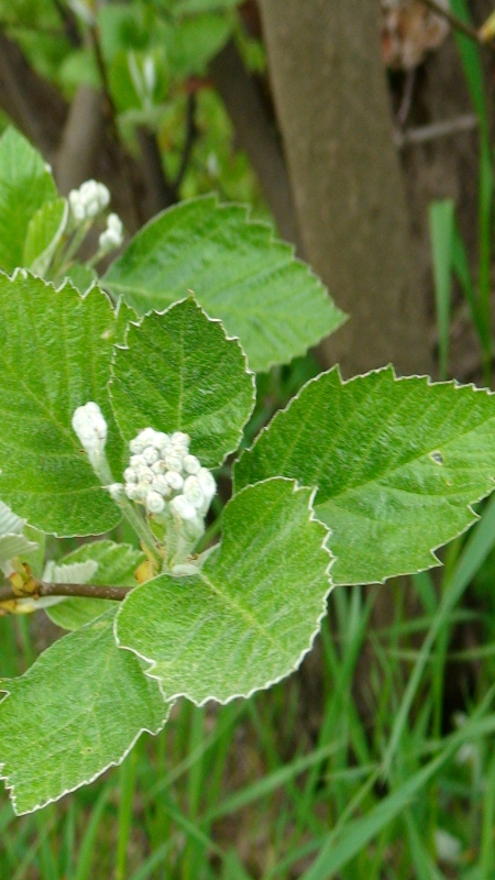 Image of Sorbus hajastana specimen.